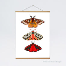 Load image into Gallery viewer, MOTHS Emperor Moth, Tiger Moth, Cinnabar Moth, Nature, Insects, Wall Art, Natural World, Art Print, Nature Poster