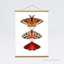 Load image into Gallery viewer, MOTHS Emperor Moth

