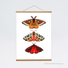 Load image into Gallery viewer, MOTHS Emperor Moth, Tiger Moth, Cinnabar Moth, Nature, Insects, Wall Art, Natural World, Art Print, Nature Poster

